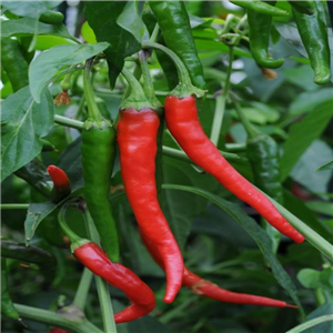 Pepper Chilli 'Cayenne' Hot